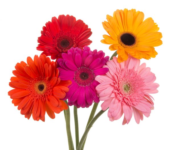 Гермини Кимсей