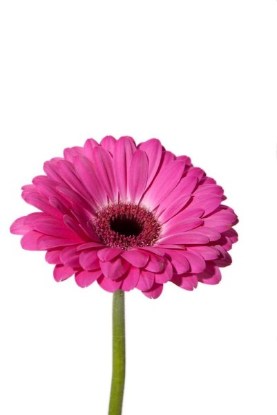 Гербера кремовая