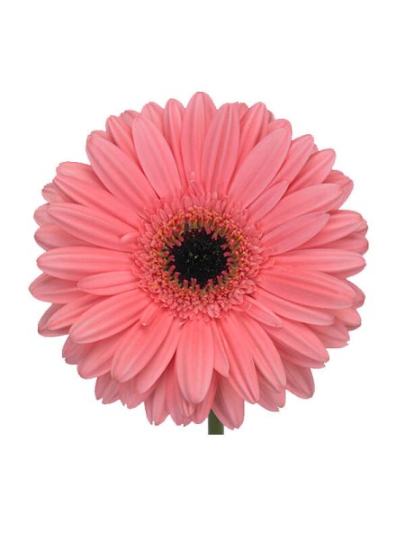 Гербера мини Сури