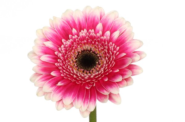 Гербера Аква