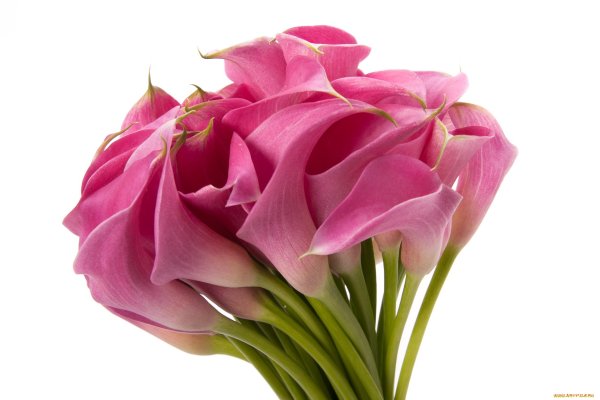 Очень красивые букеты каллы