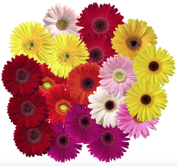 Гермини Сури