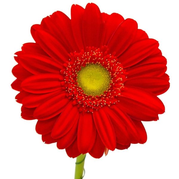 Красный гербер