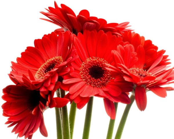 Цветочек красного цвета