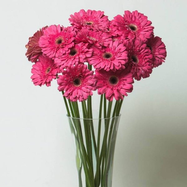 Гербера Cabana