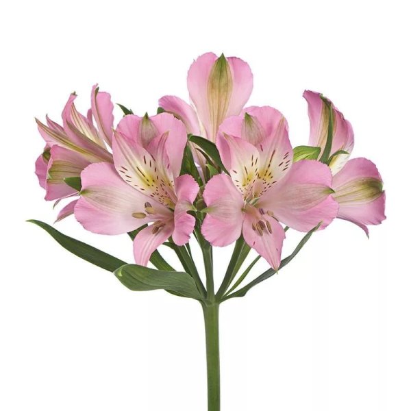 Альстромерия Элеганс