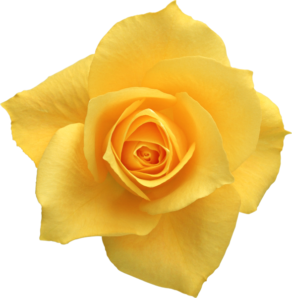 Цветы одиночные