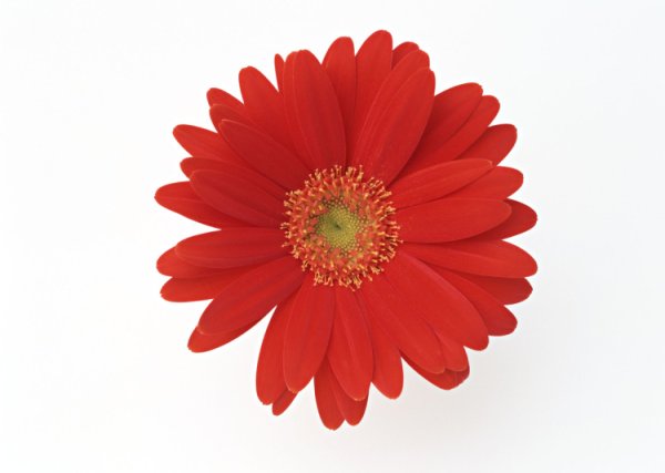 Красный цветок для детей