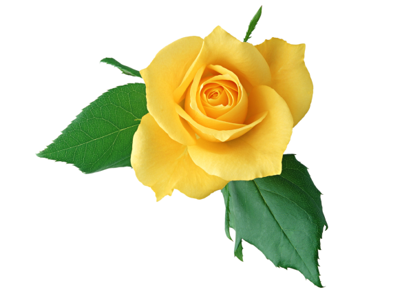 Цветы одиночные