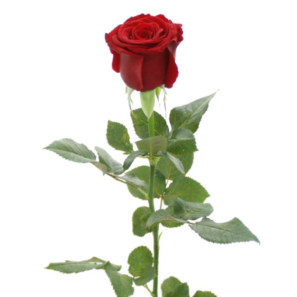 Роза 40 см