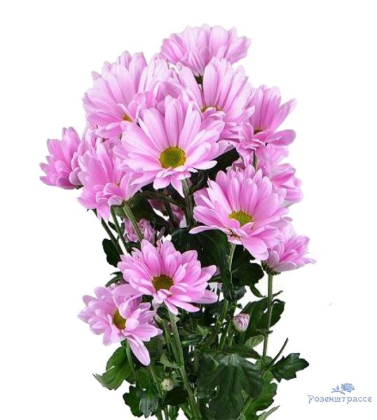 Хризантема куст Бонита