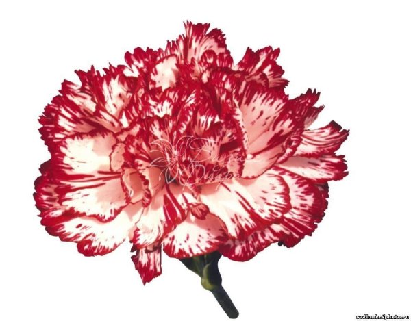 Пион малиновый