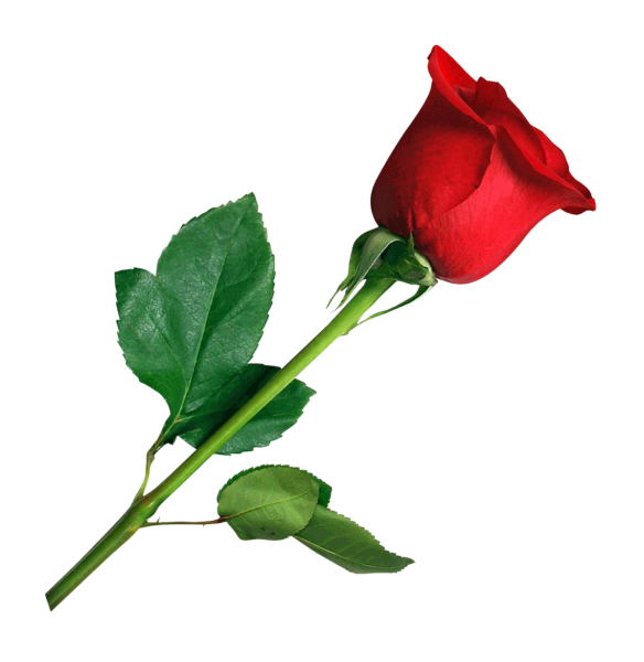 Норма Джин роза