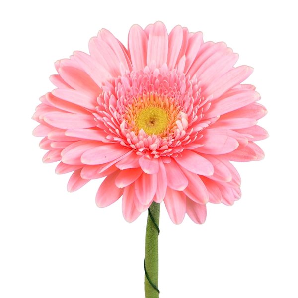 У цветка гвоздики в красный цвет окрашен