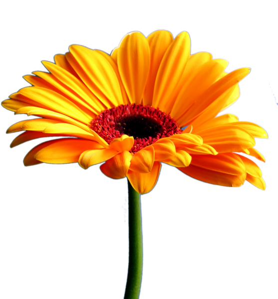 Цветочек розовый