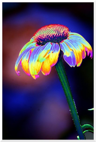 Влюбленные скелеты