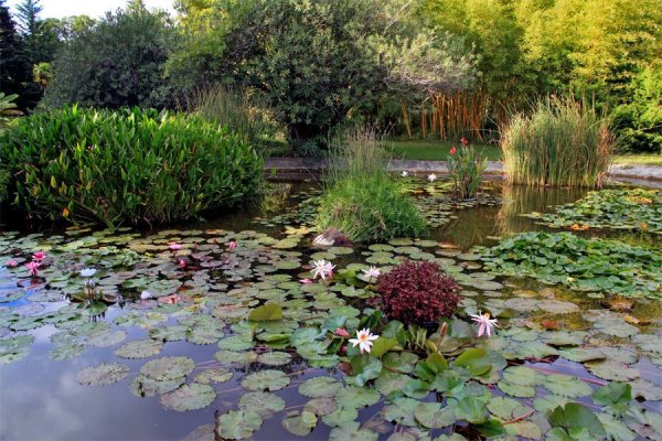 Прудик Аптекарский кувшинки