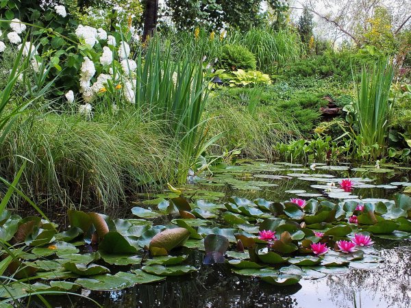 Гортензия нимфея