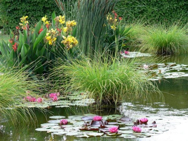 Ирис болотный вариегатный у прудика