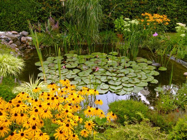 Растения для прудика