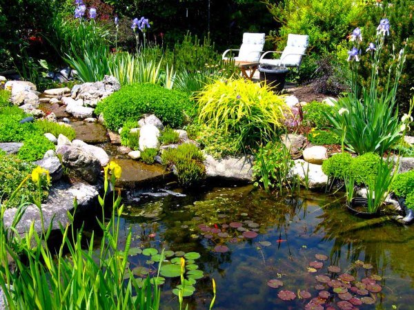 Растения для пруда