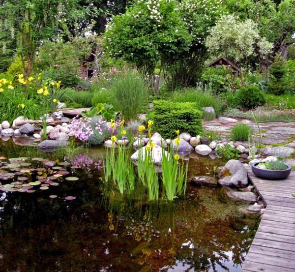 Растения для прудика