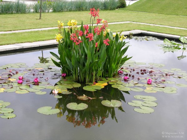 Водные Канны Марченко