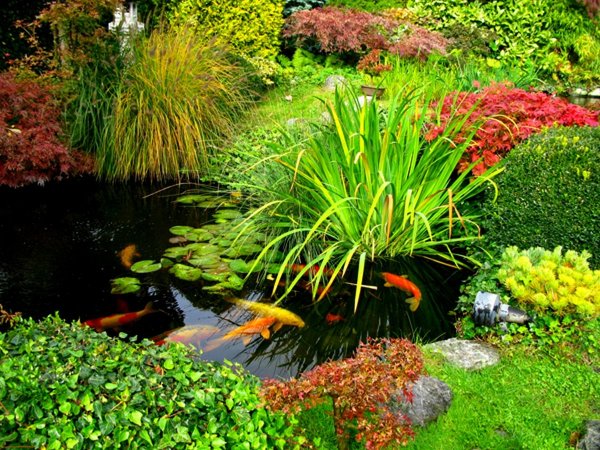 Лилейники около искусственного пруда