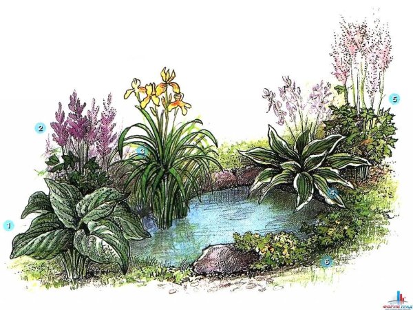 Пруд хосты астильба