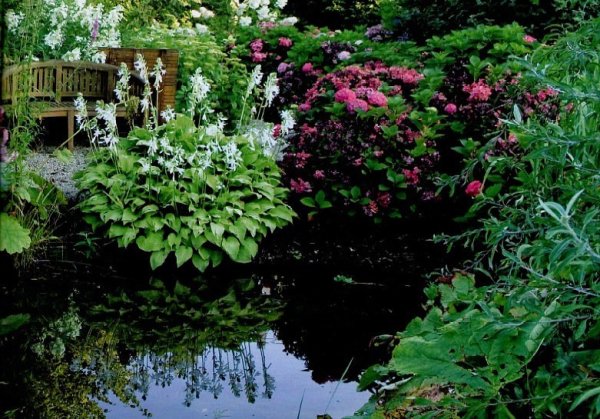 Астильба и Хоста вокруг пруда