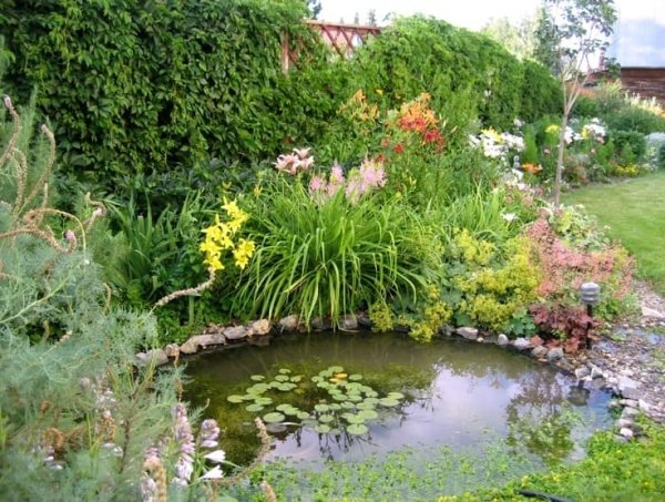 Дачный прудик Ива