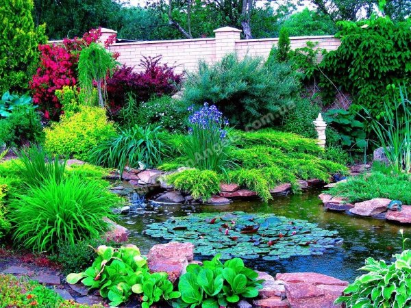 Хвойники хосты пруд