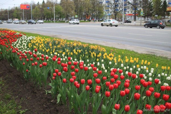 Цветы на клумбах города