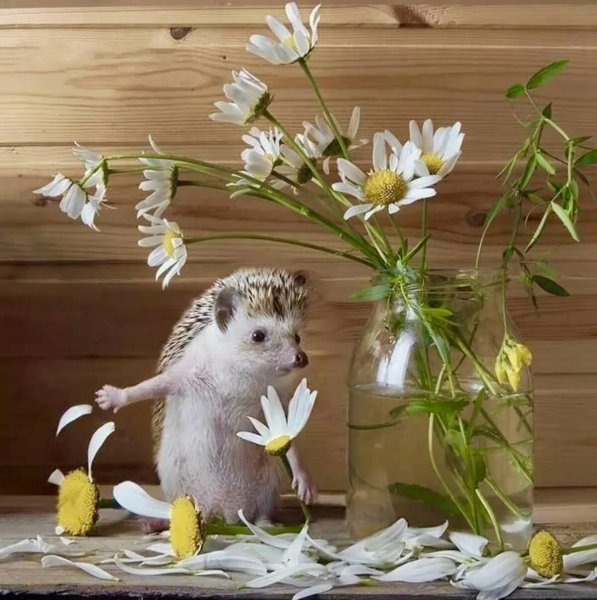 Щенок. Доброе утро!