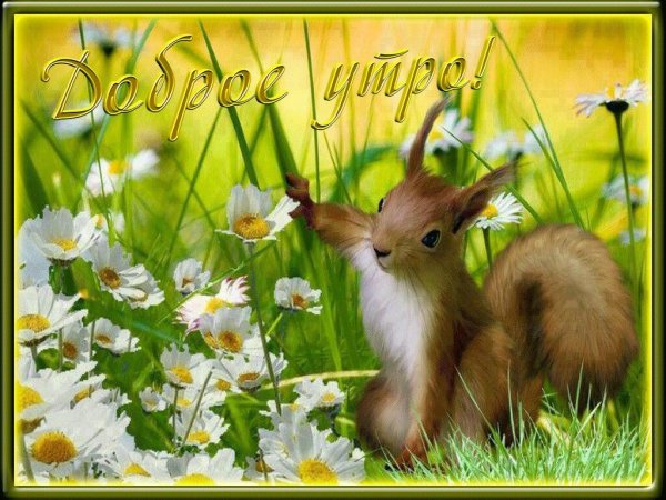 Доброе утро кот цветы