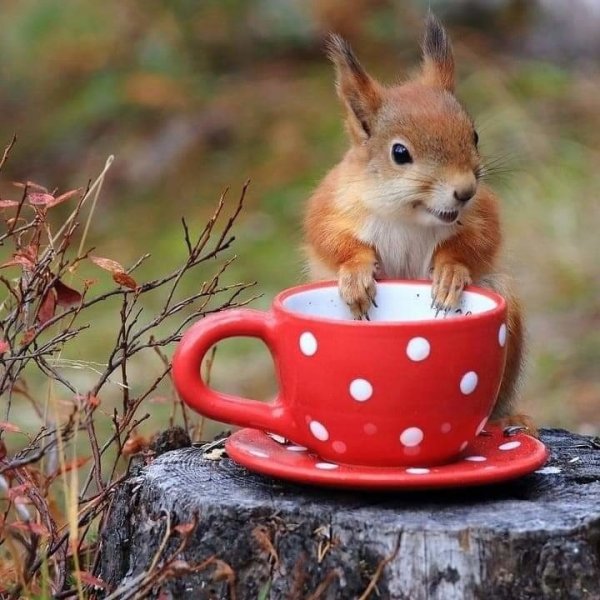 Пожелания с добрым утром с собачками