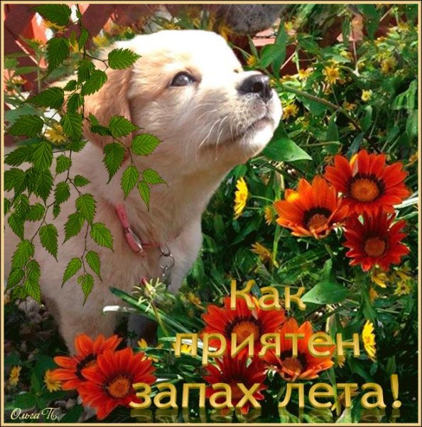 Животные с цветами