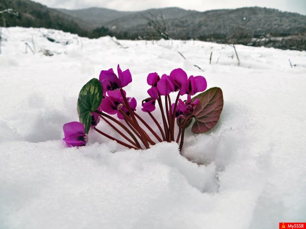 Февральские цветы