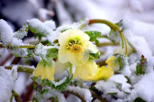 Морозник зимний цветок