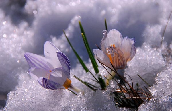 Ранняя Весна настроение