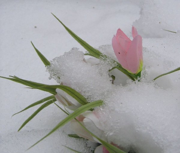 Цветы из снега