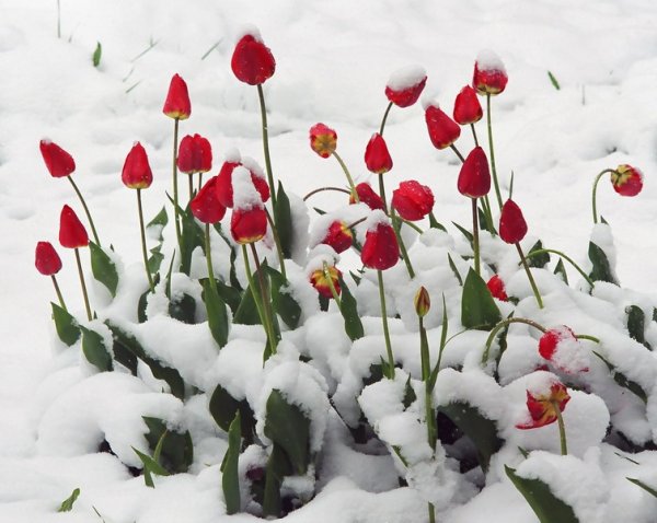 Тюльпаны в снегу