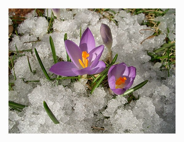 Первоцветы в снегу