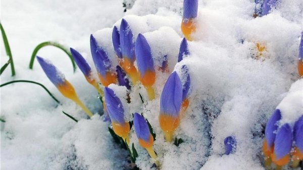 Цветы в снегу