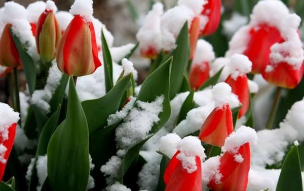 Весна тюльпаны снег