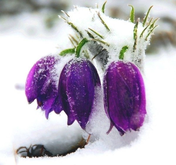 Бойчечак Гули