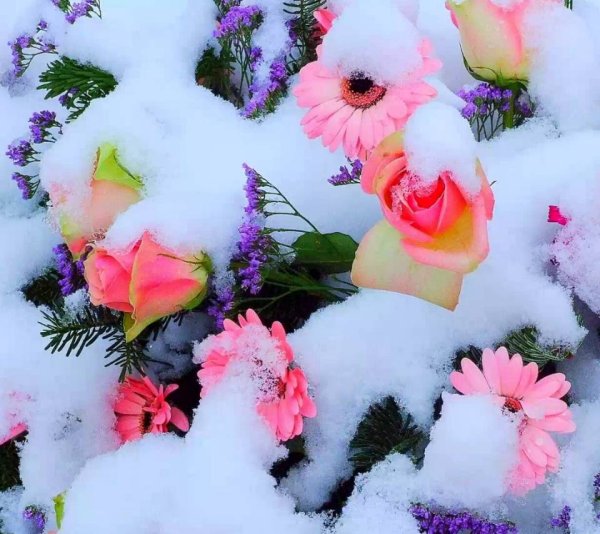 Лиловые подснежники