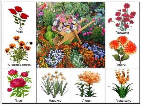 Садовые и полевые цветы для детей