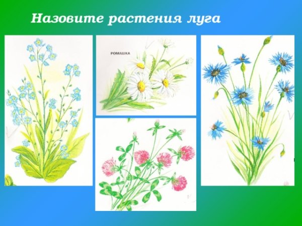 Луговые цветы задания
