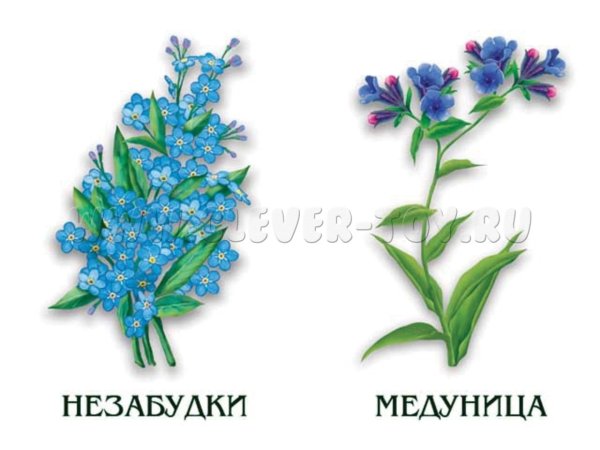 Обучающие карточки полевые цветы для детей